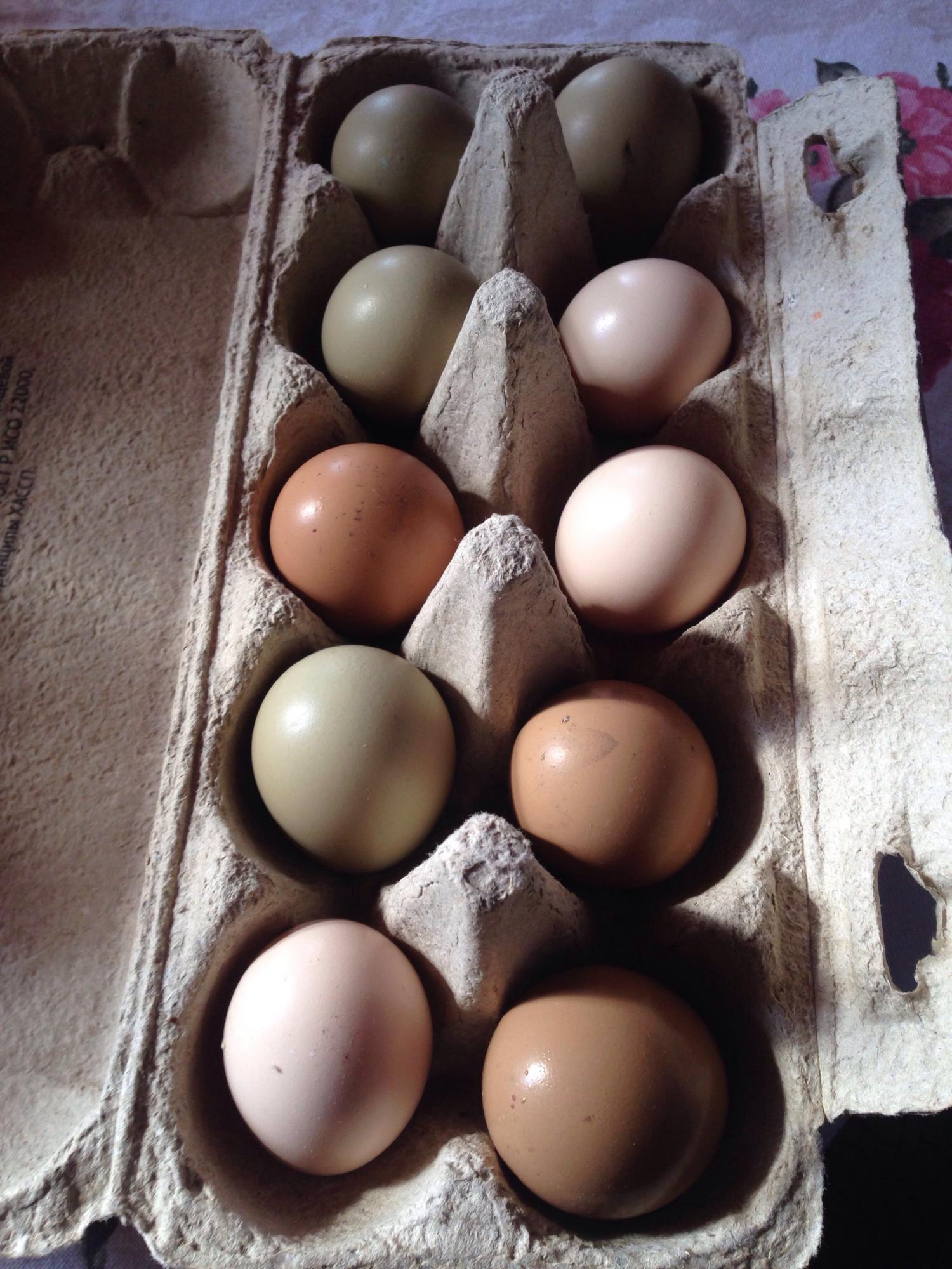 Яйцо фазана инкубационное - фотография № 1