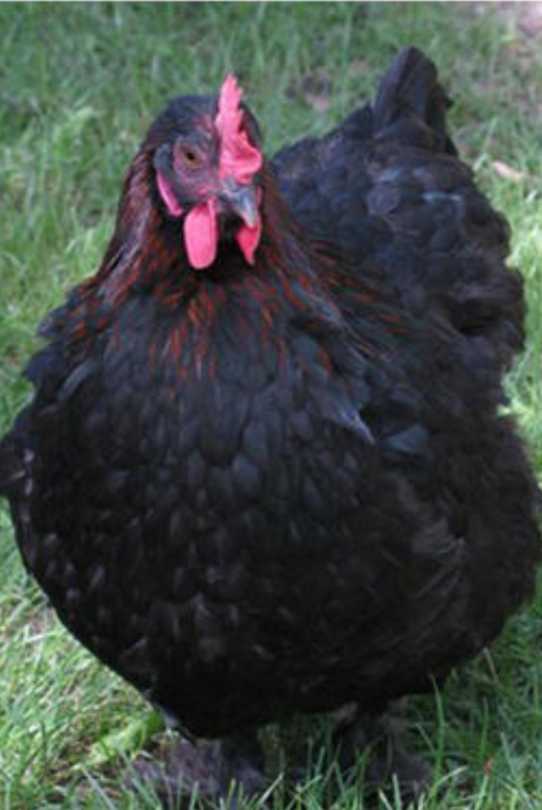 Курица породы маран фото и описание