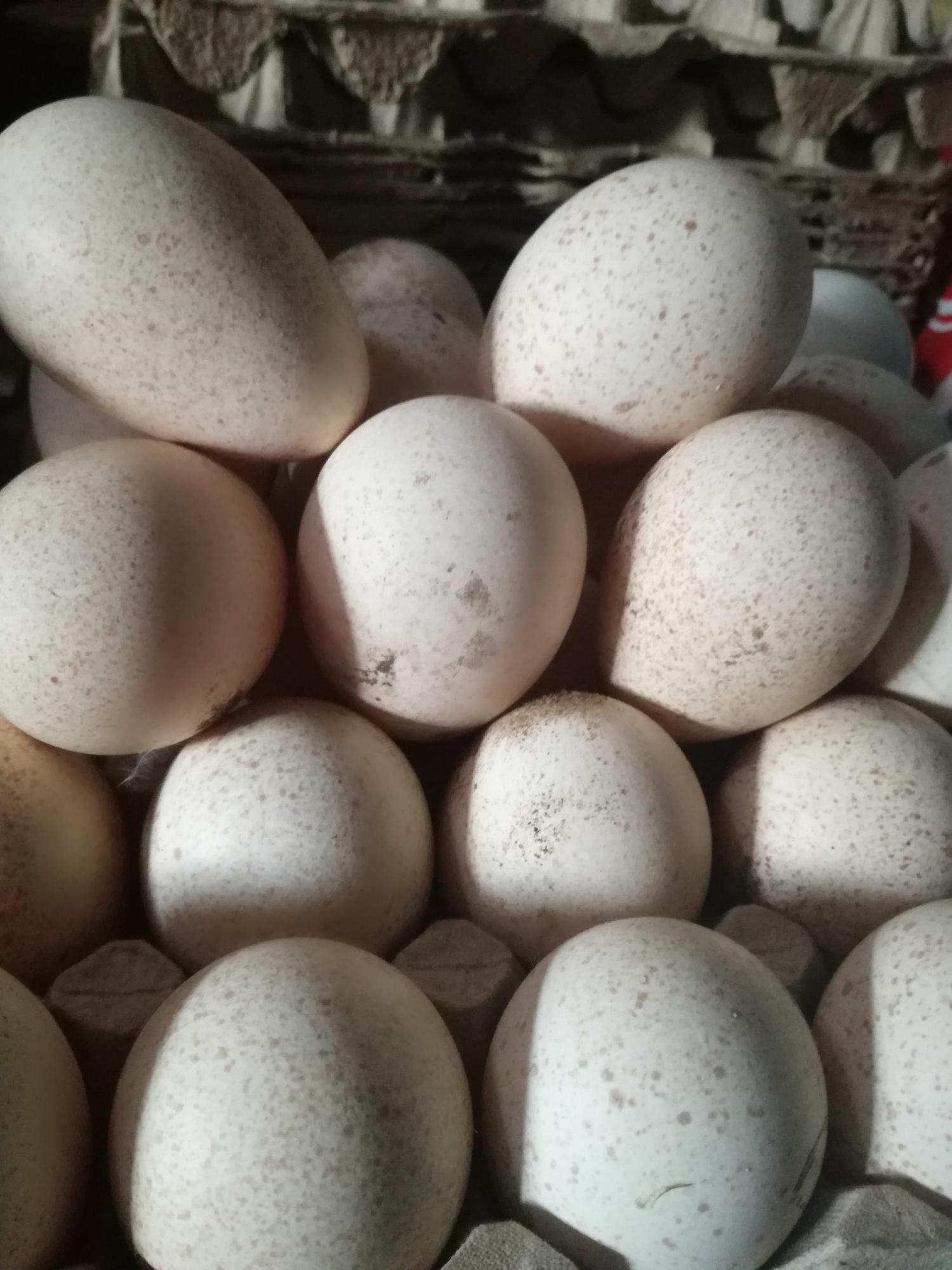 Купить яйцо инкубационное в нижегородской. Яйцо инкубационное индюшиное. Индюшиные яйца. Яйцо индюшиное бронза. Объявление яйцо инкубационное индюшиное.