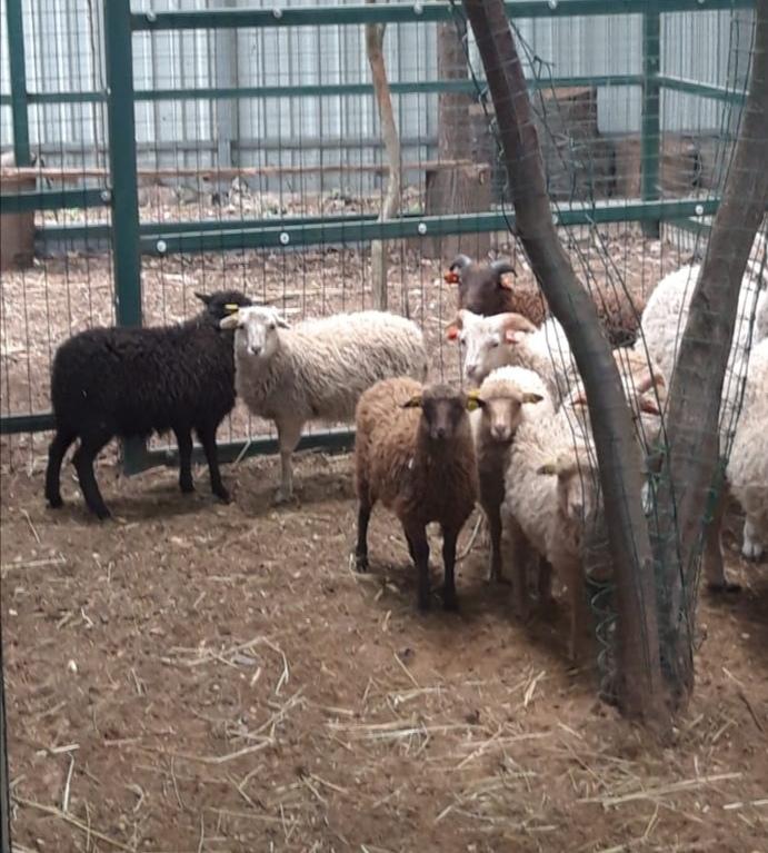 Карликовые овцы - фотография № 3