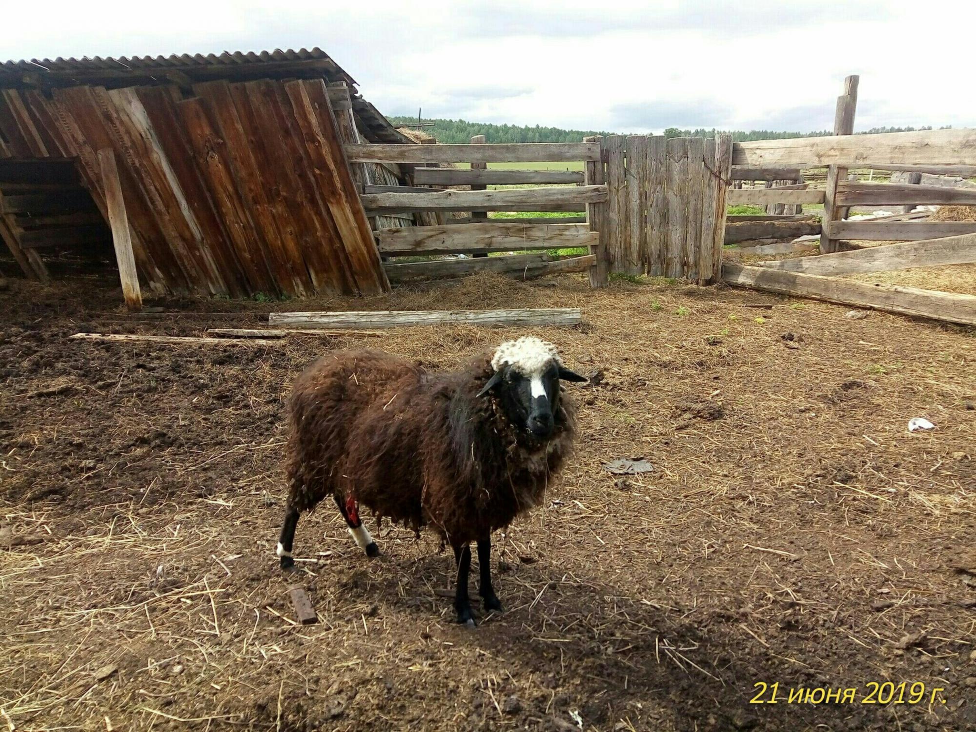 Бараны, овцы. - фотография № 1