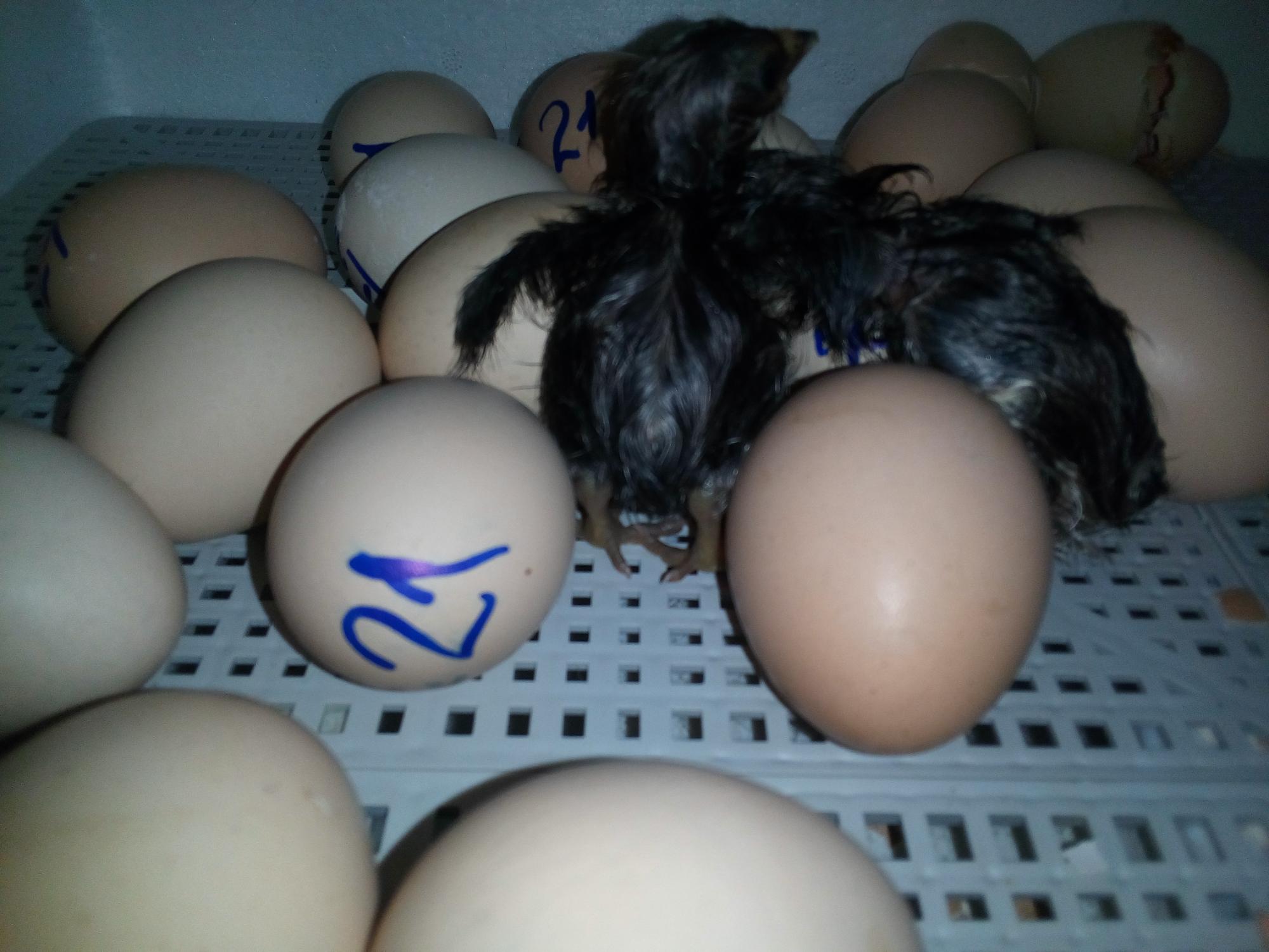 инкубационное яйцо ,Цыплята. - фотография № 8