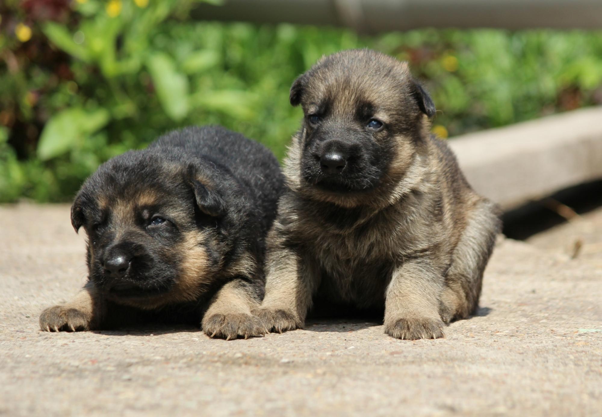 щенки овчарки магнитогорск. васко немецкая овчарка. щенки овчарки магнитогорск. щенки овчарки магнитогорск. овчарка щенки домашние.