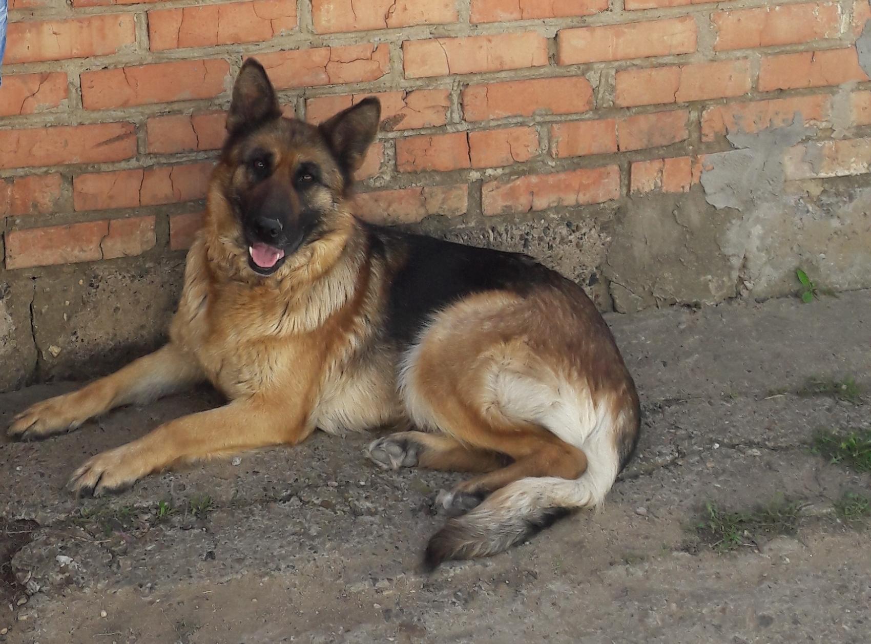 немецкая овчарка кобель 6 месяцев. восточно европейская овчарка 8 месяцев. овчарка 8 месяцев. немецкая овчарка кобель 9 месяцев. немецкая овчарка 8 месяцев кобель.