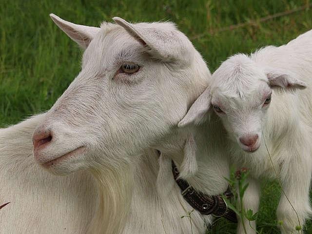 Продам дойных коз и козлят - фотография № 3
