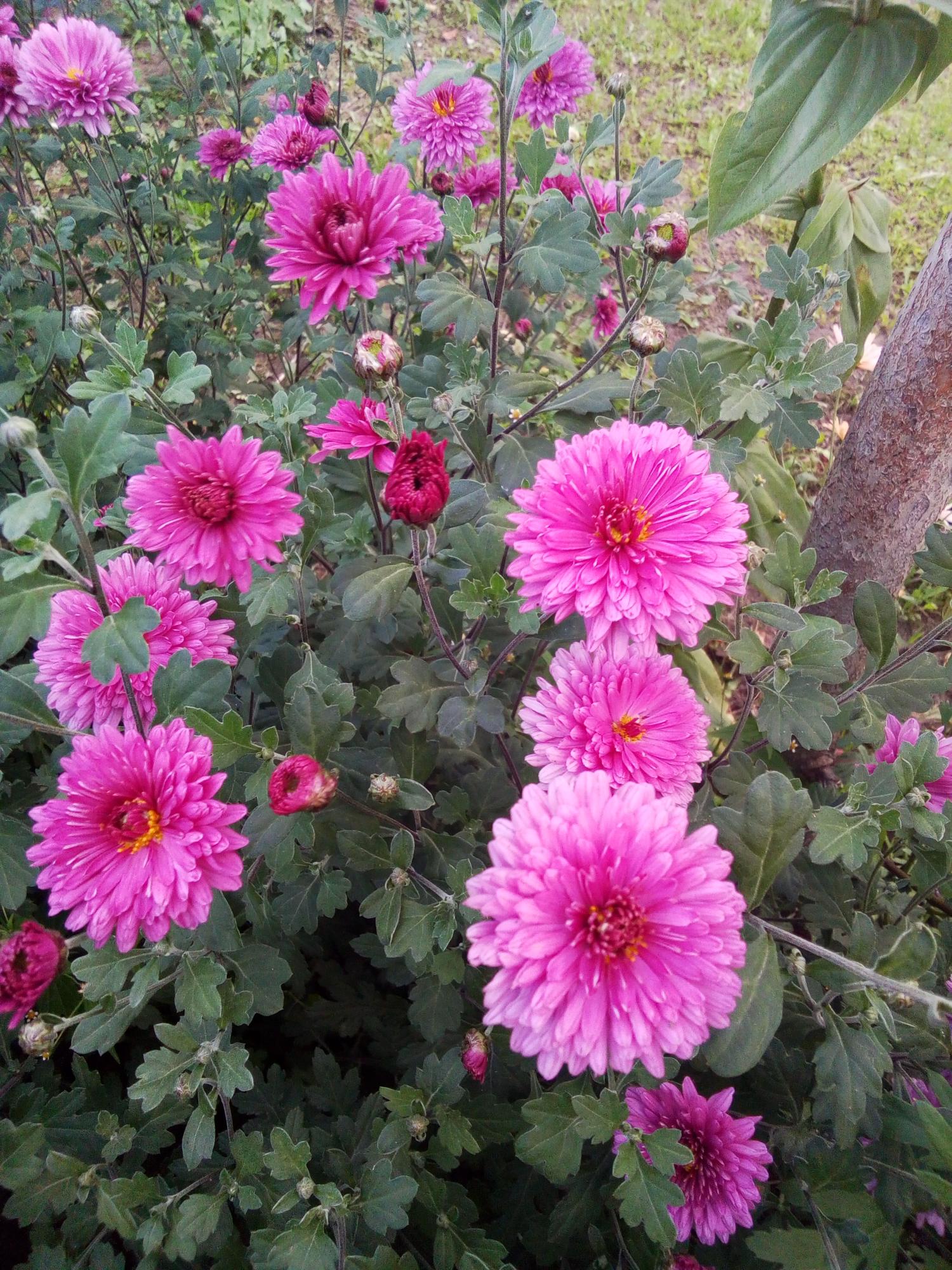 цветы киржач