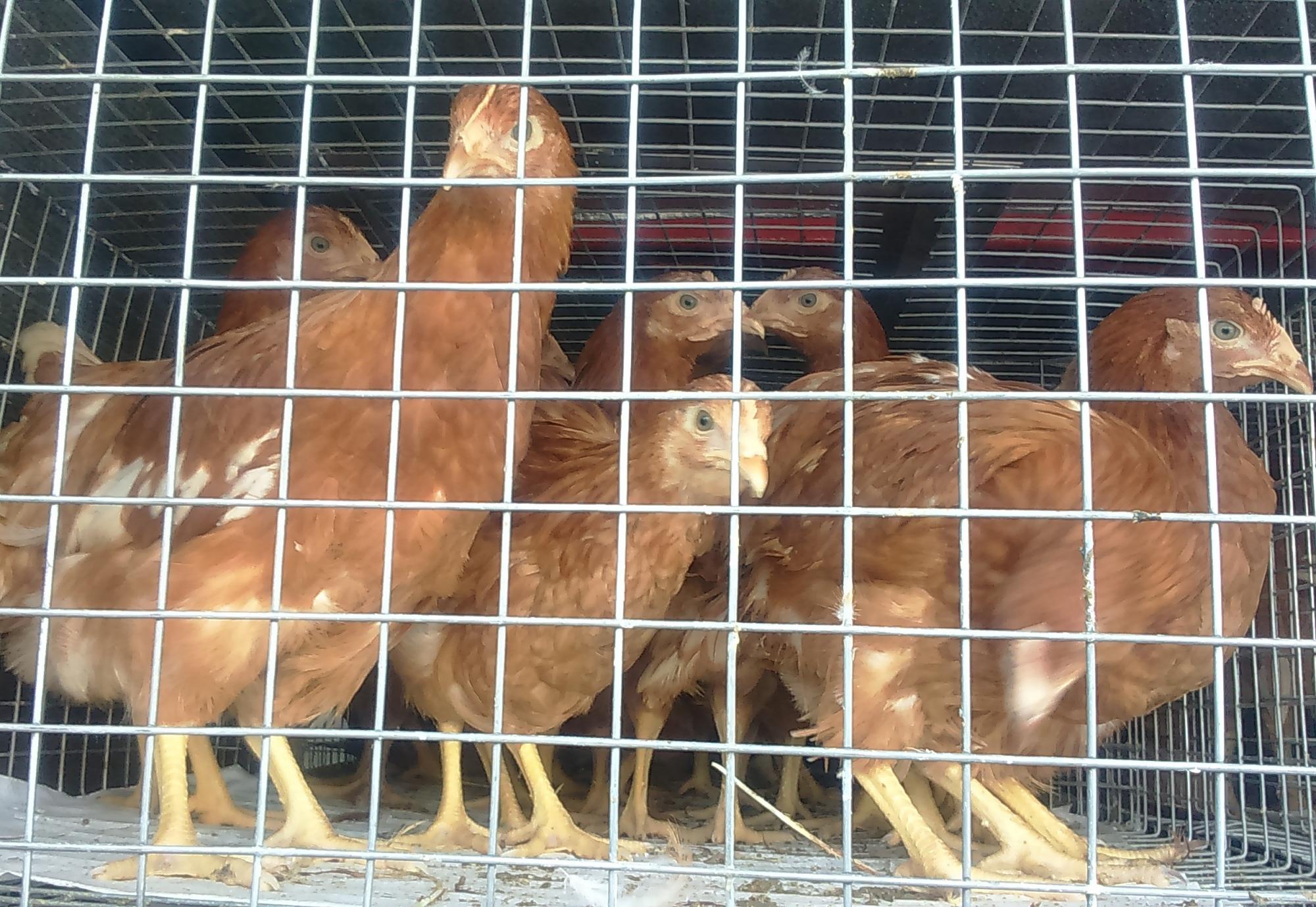 Птичий рынок куры несушки. Новомосковск курицы. Купить кур несушек в Ефремове Тульской области.