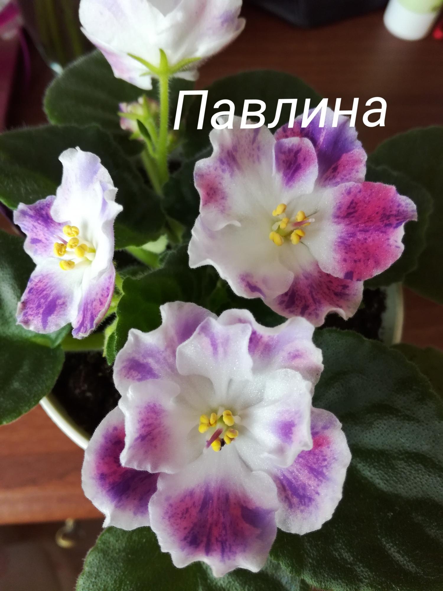 Фиалка перуанская лилия