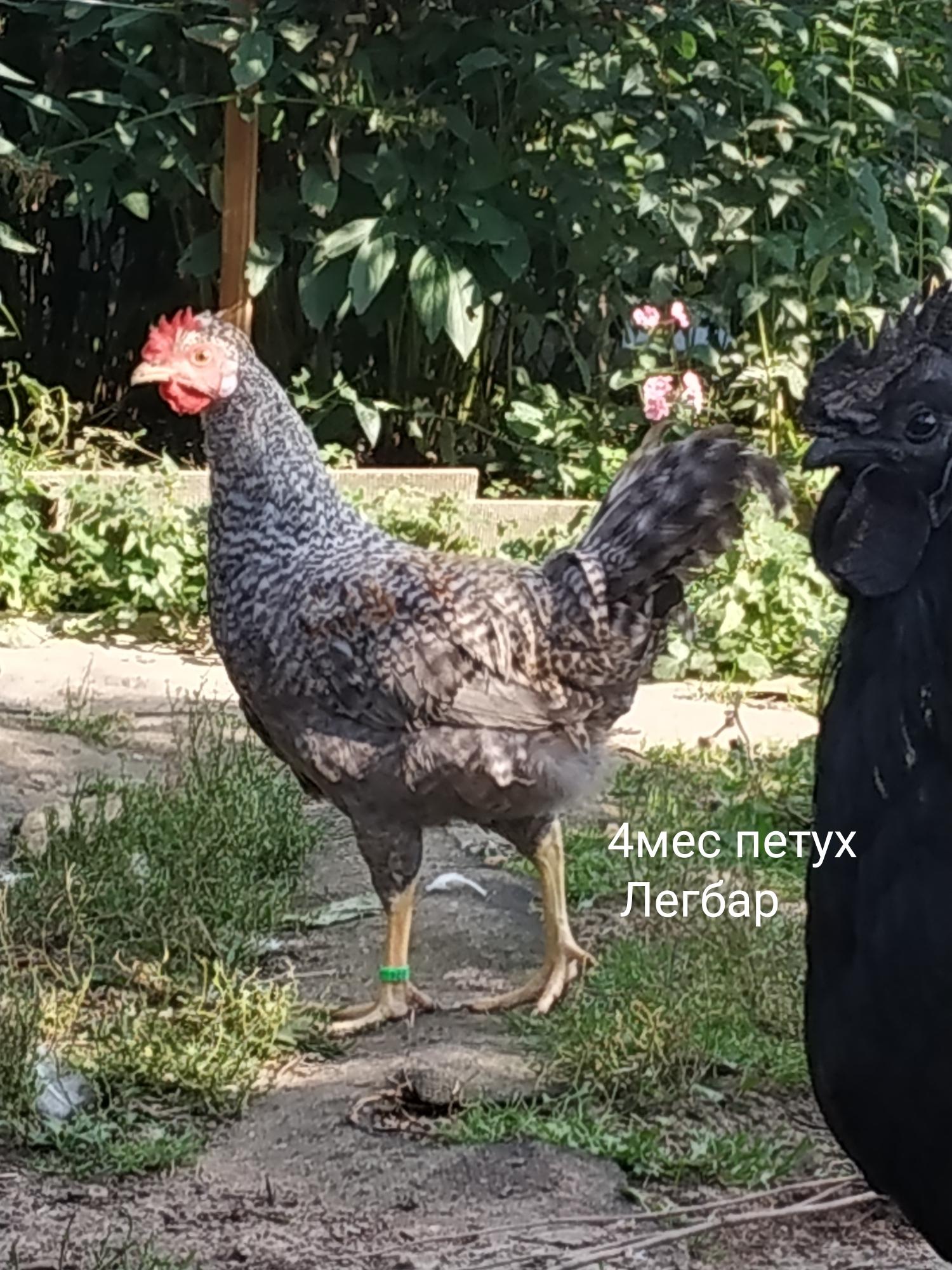 Куры лакеданзи купить
