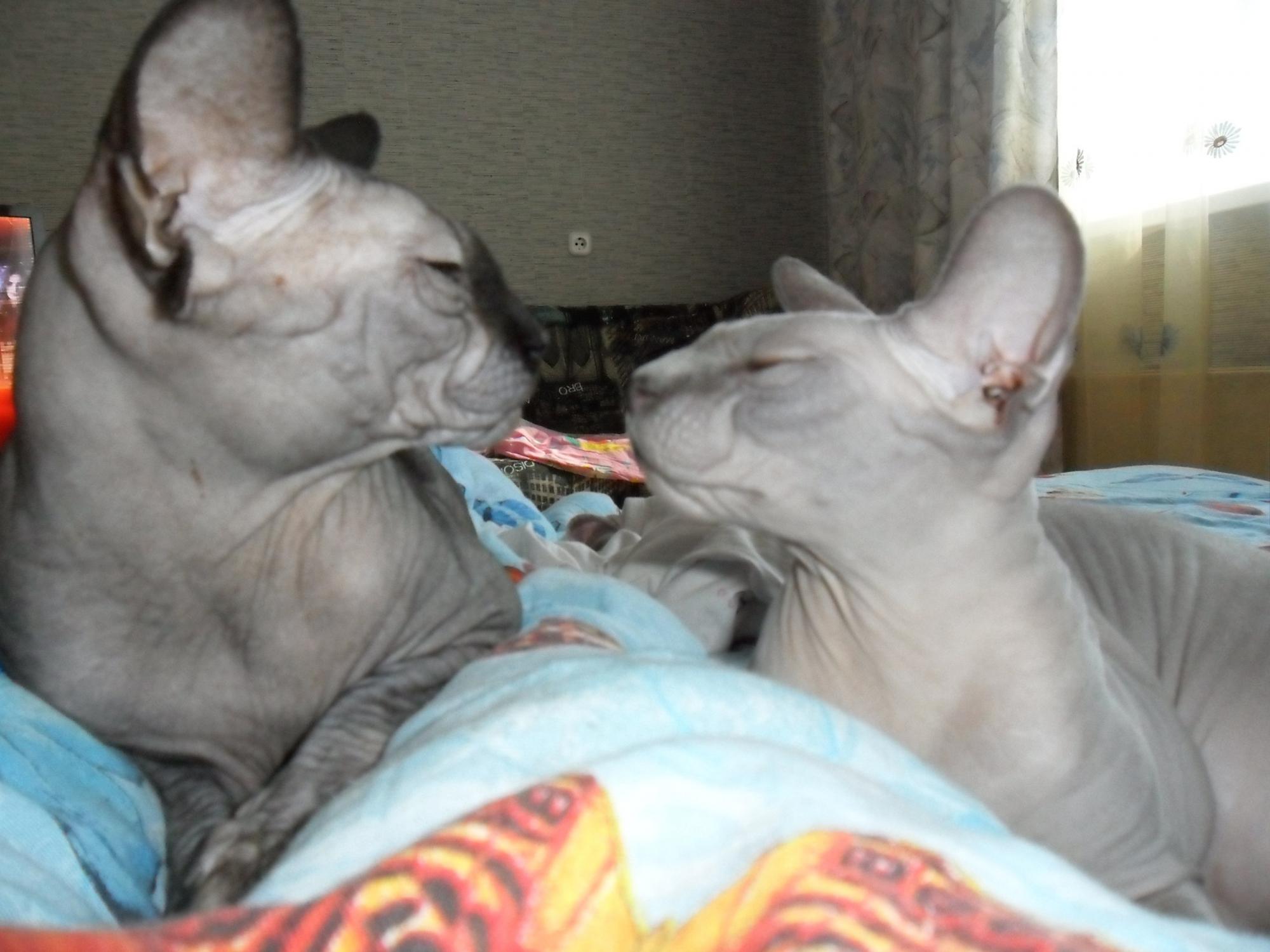 котенок сфинкса отдам