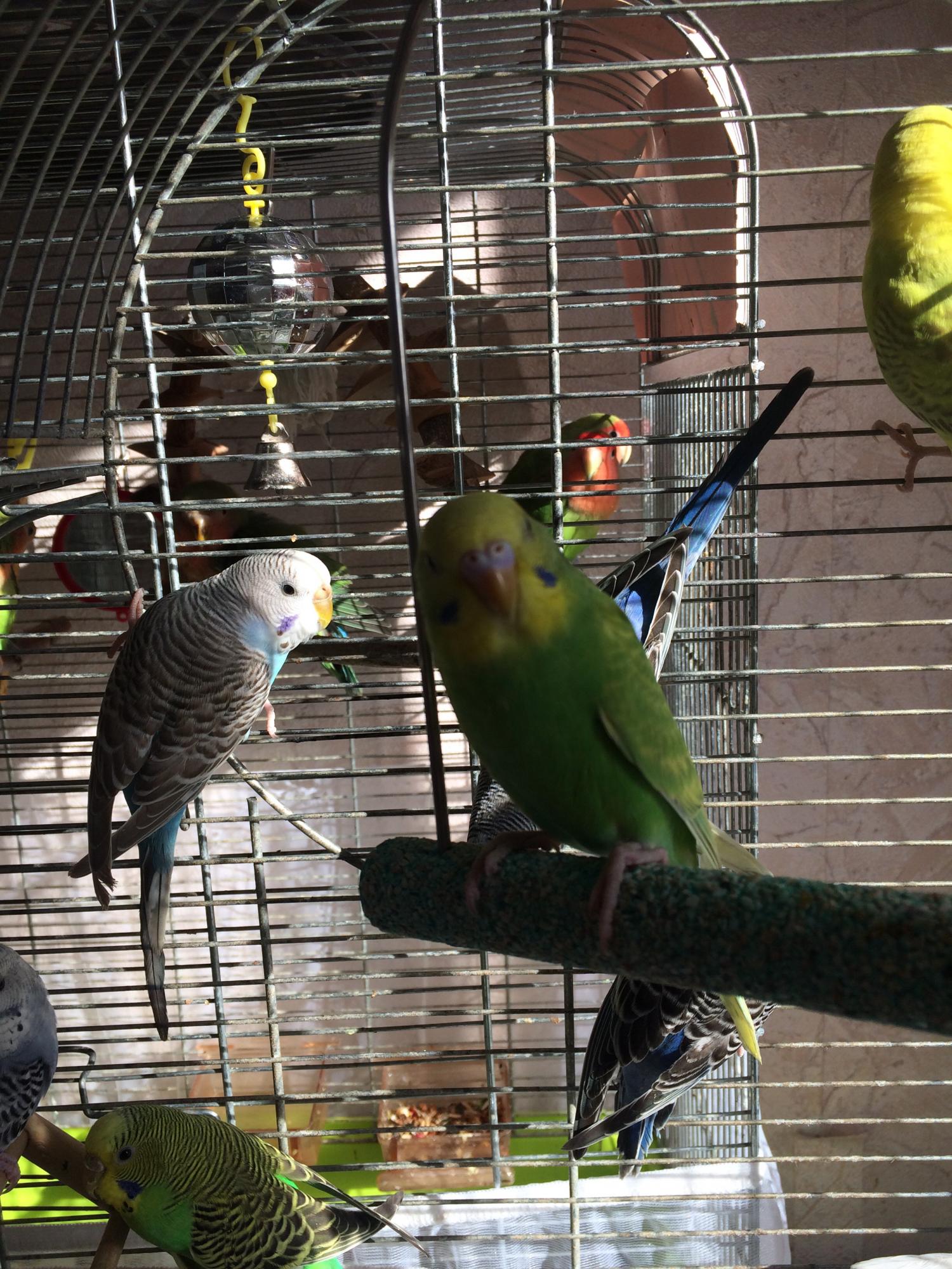 опалиновый спенгл. москва волнистый. купить попугая волнистого в тульской области. купите попугая в городе сызрани. опалиновый волнистый попугай.