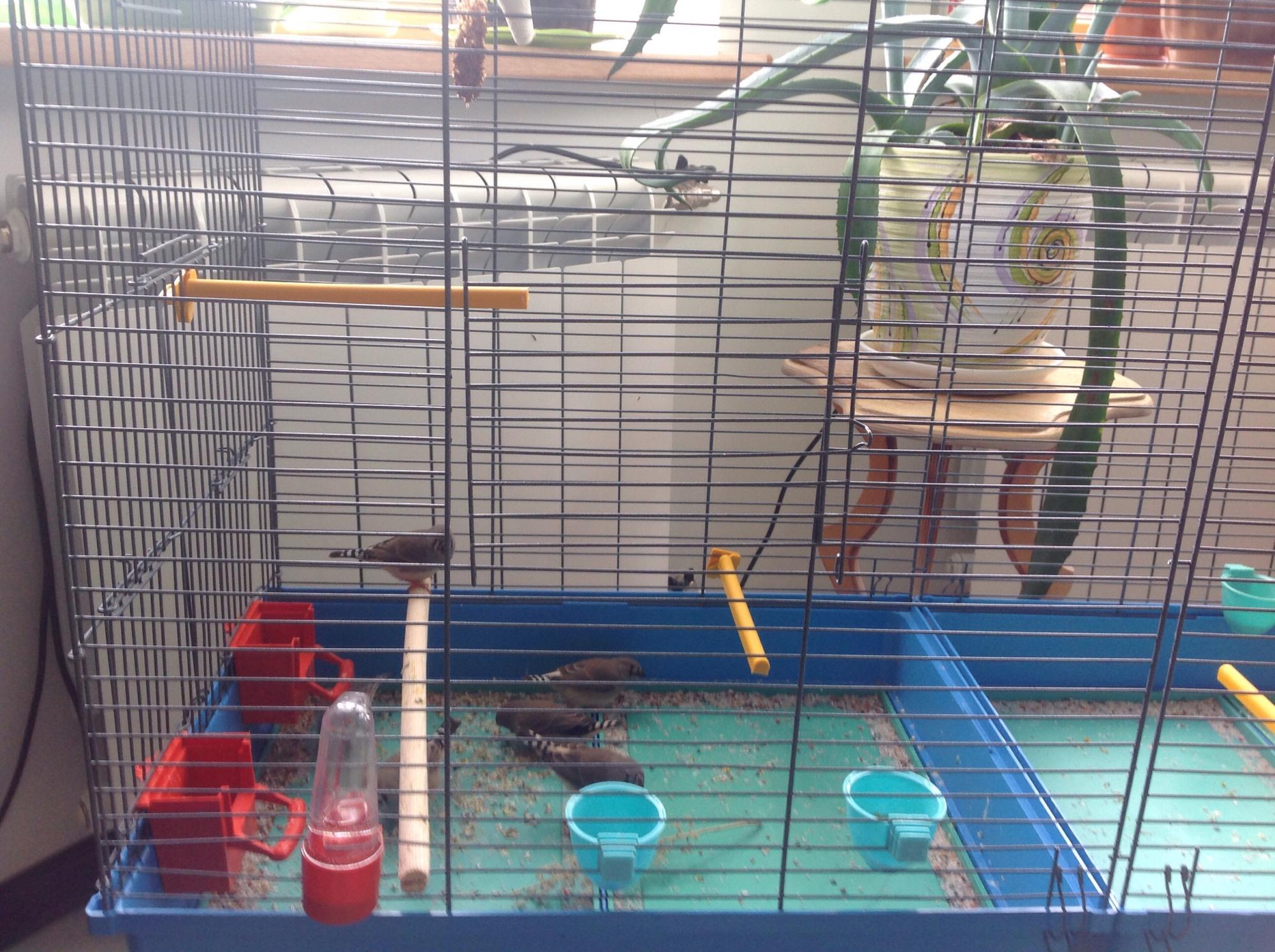 птички в клетке с красным клювом. амадины зебровые пение. амадины купить в москве зоомагазин. зоомагазин кеша казань космонавтов 8. амадин домашний питомец.