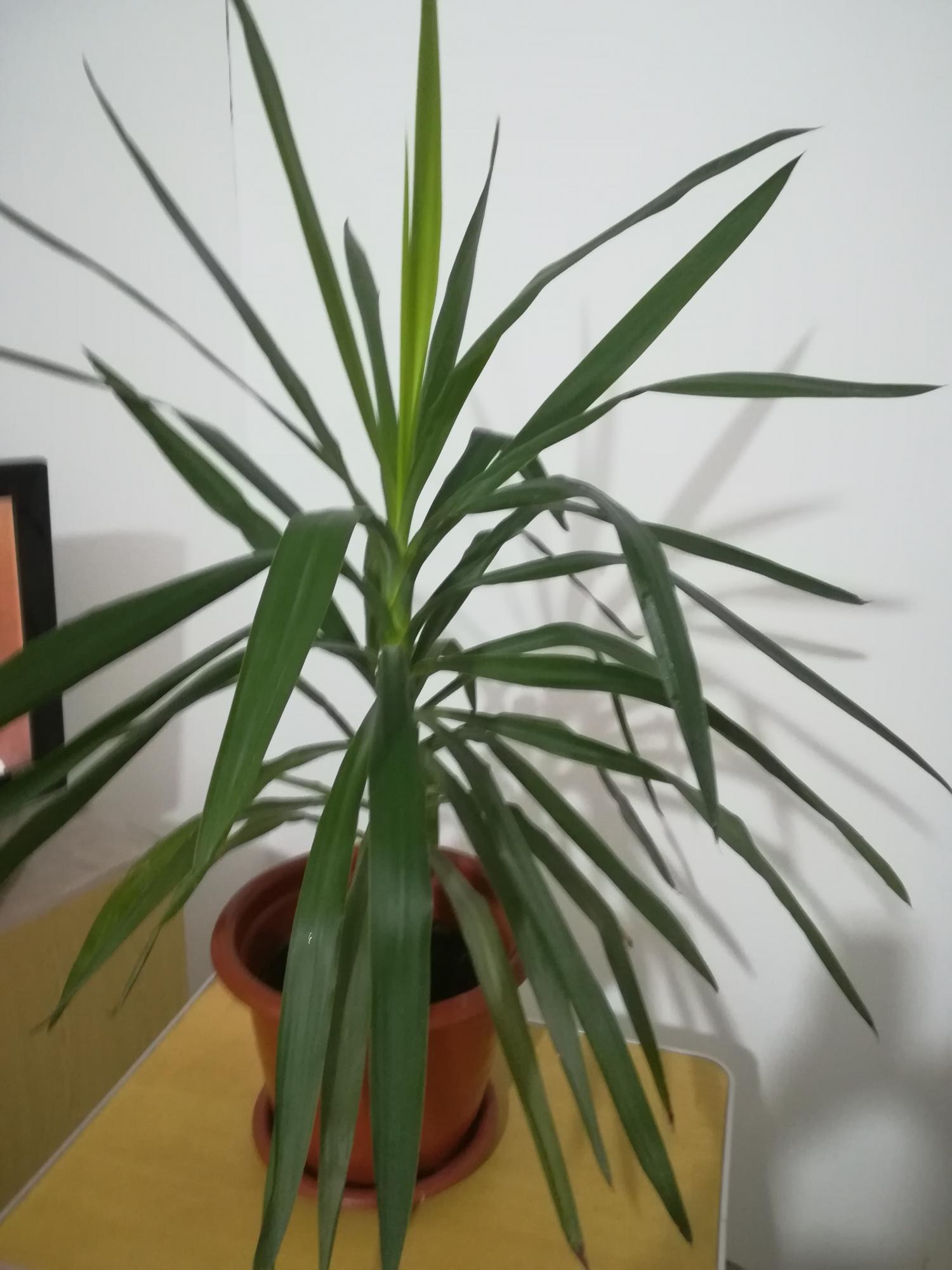 Комнатное растение похожее на юкку фото и название