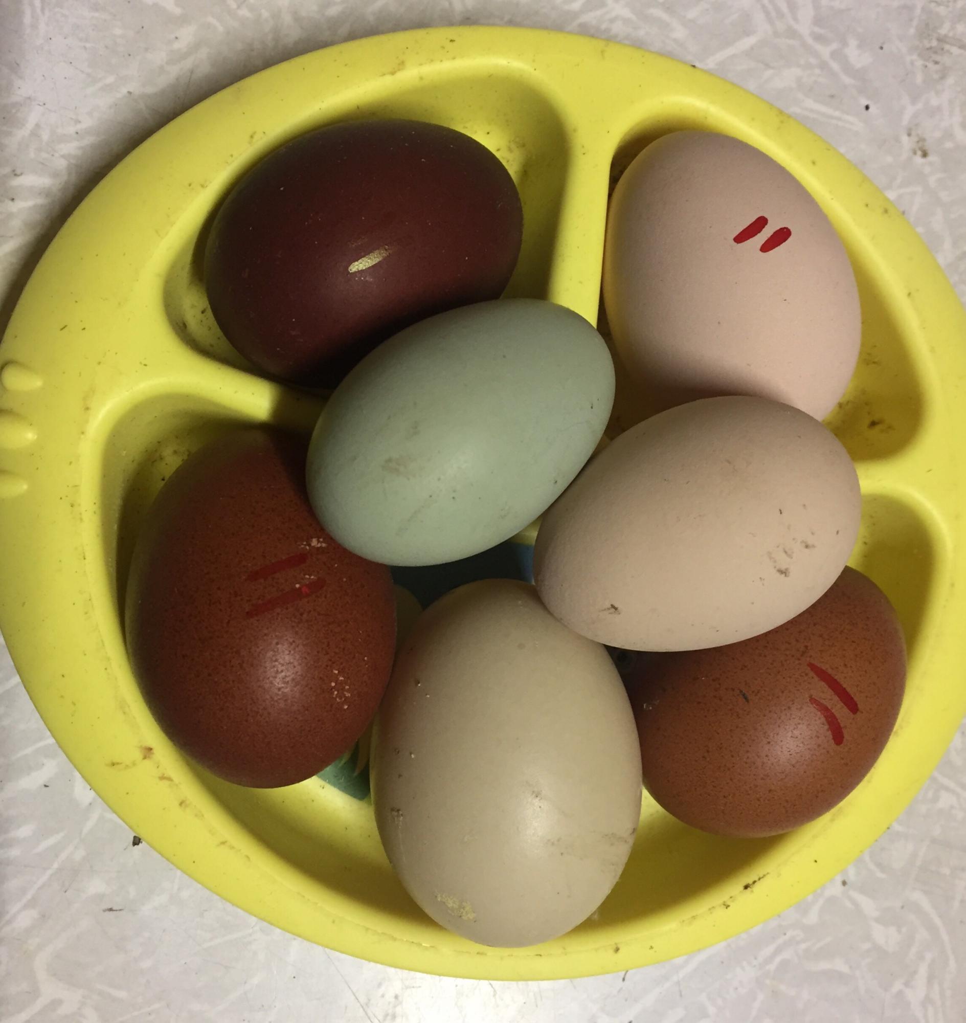 Инкубационное яйцо Маран