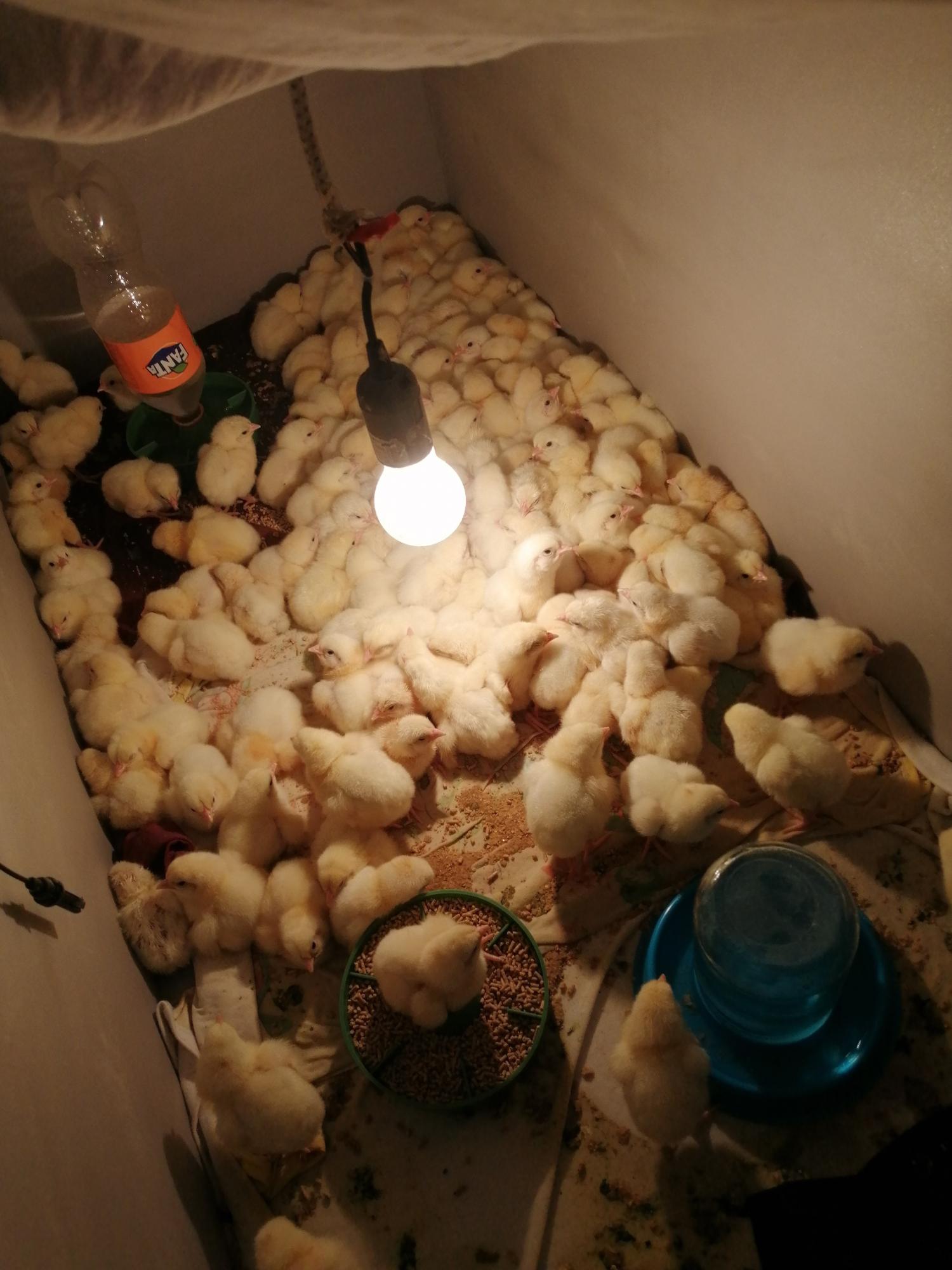 Цыплята, инкубационное яйцо. - фотография № 2