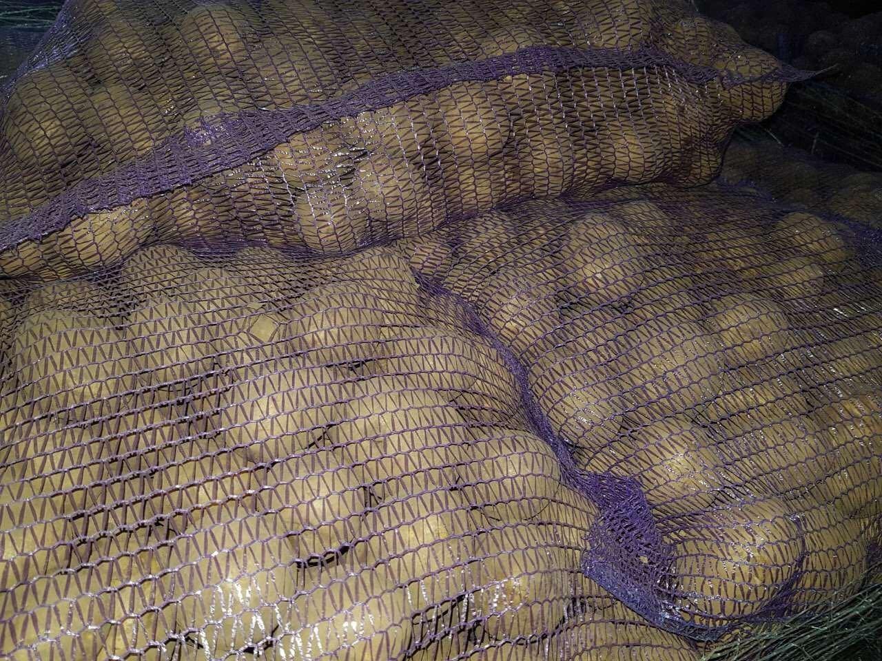 Картофель в сетке