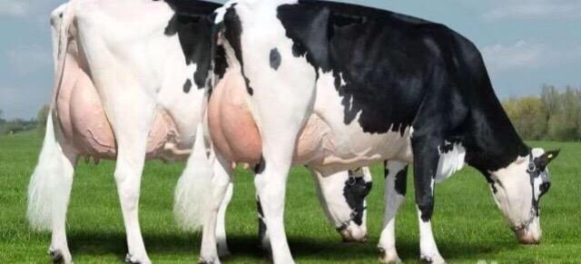 Коровы ? молочный породы