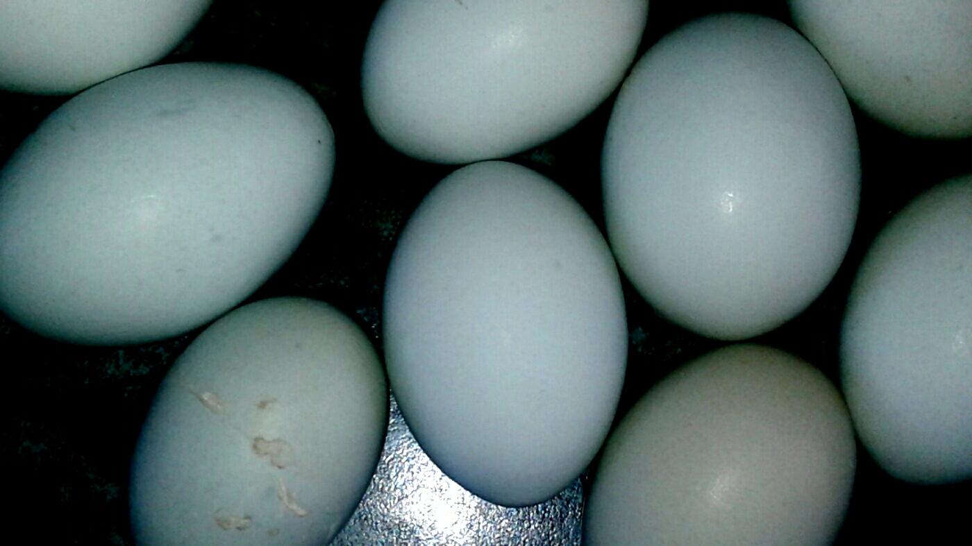 амераукана яйцо цыплята - фотография № 4