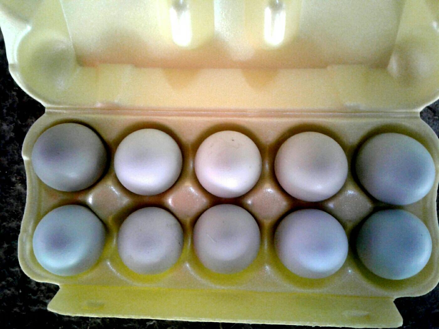 амераукана яйцо цыплята - фотография № 5