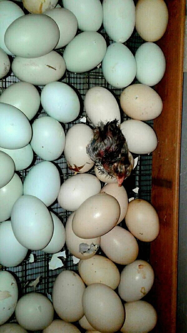 амераукана яйцо цыплята - фотография № 6