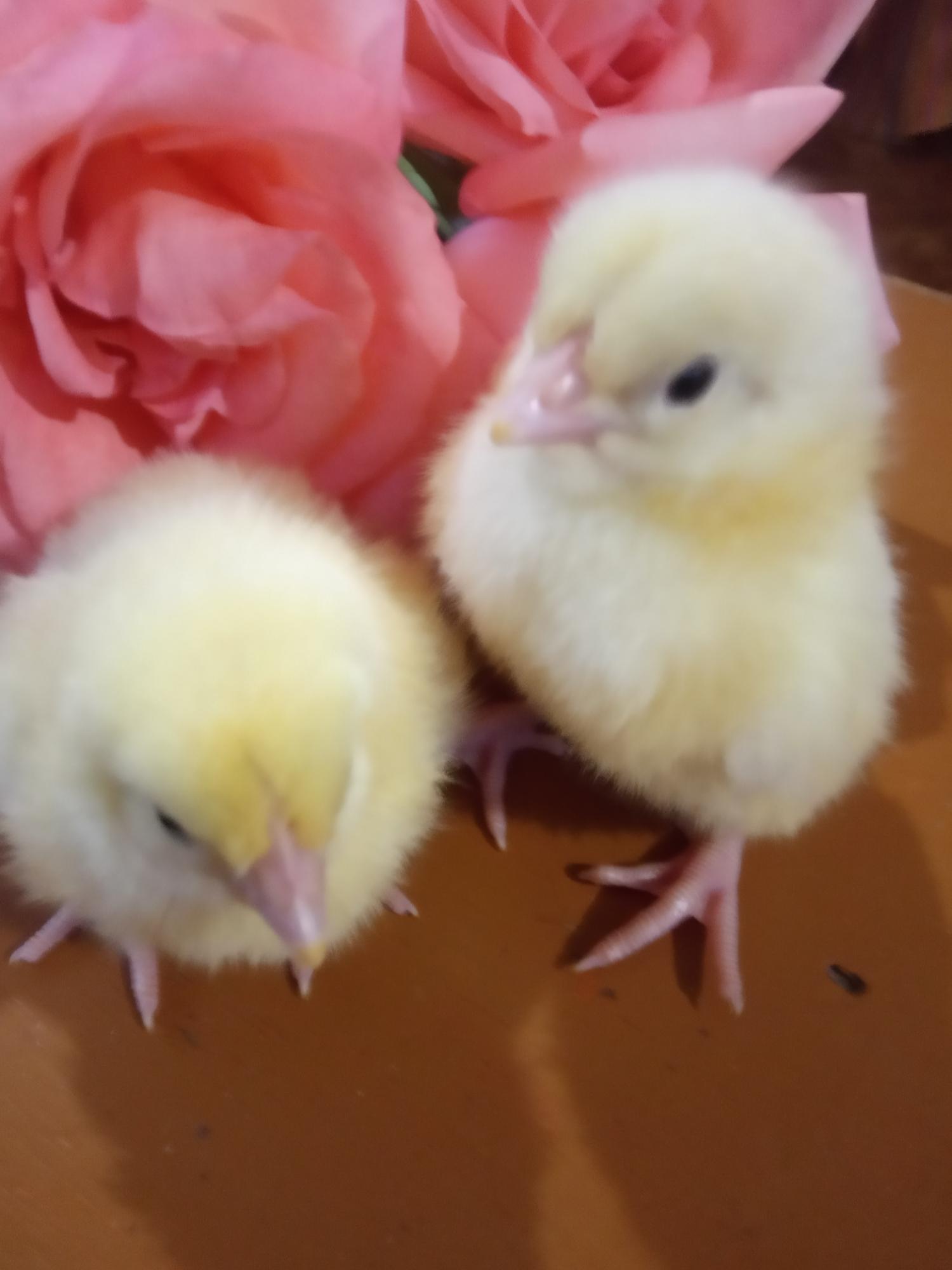 Цыплята и яйцо