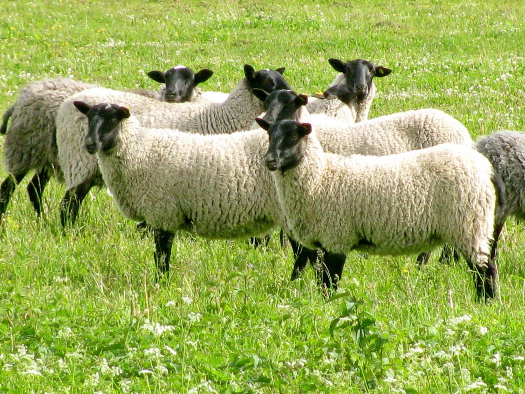 Катумские и Романовские овцы - фотография № 3
