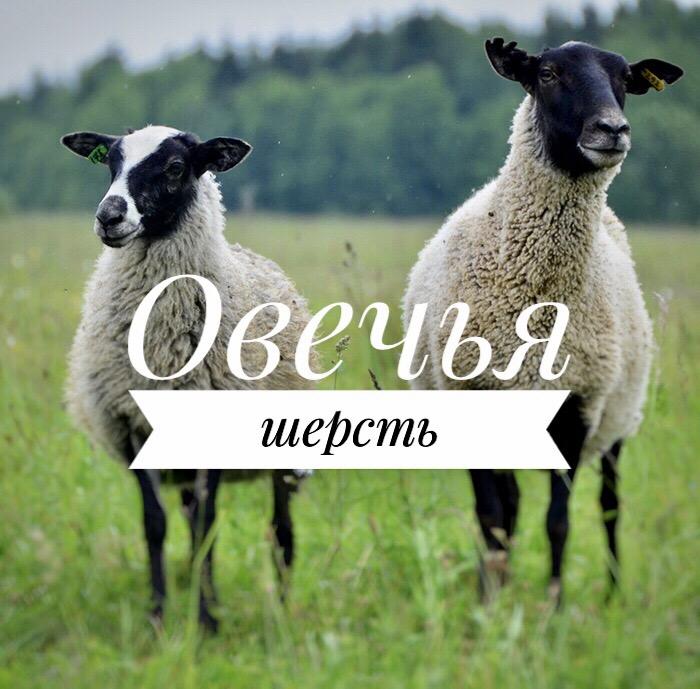 Шерсть овечья немытая Романовской породы - фотография № 1