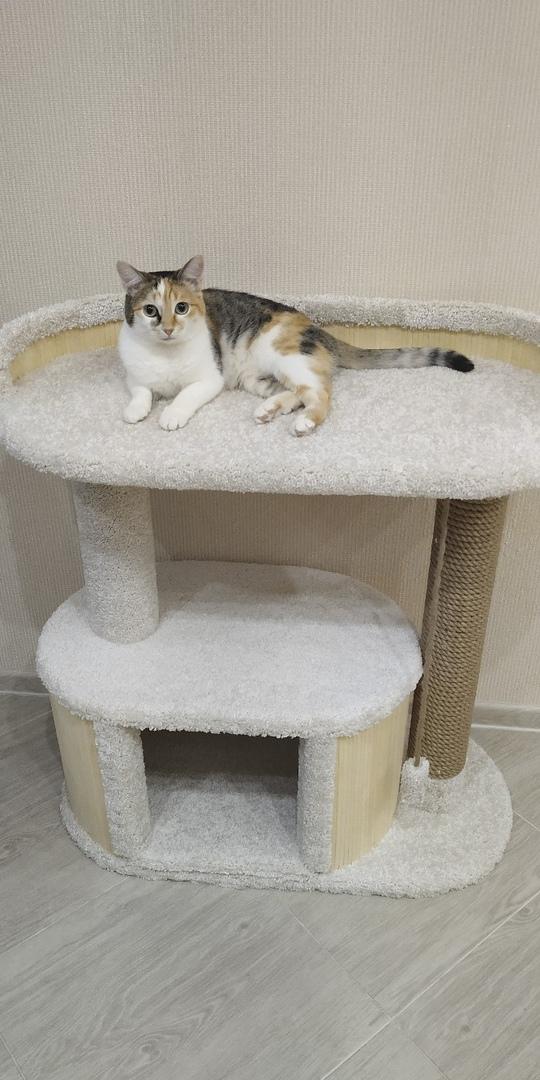 Котомастер Домики Для Кошек Интернет Магазин Москва