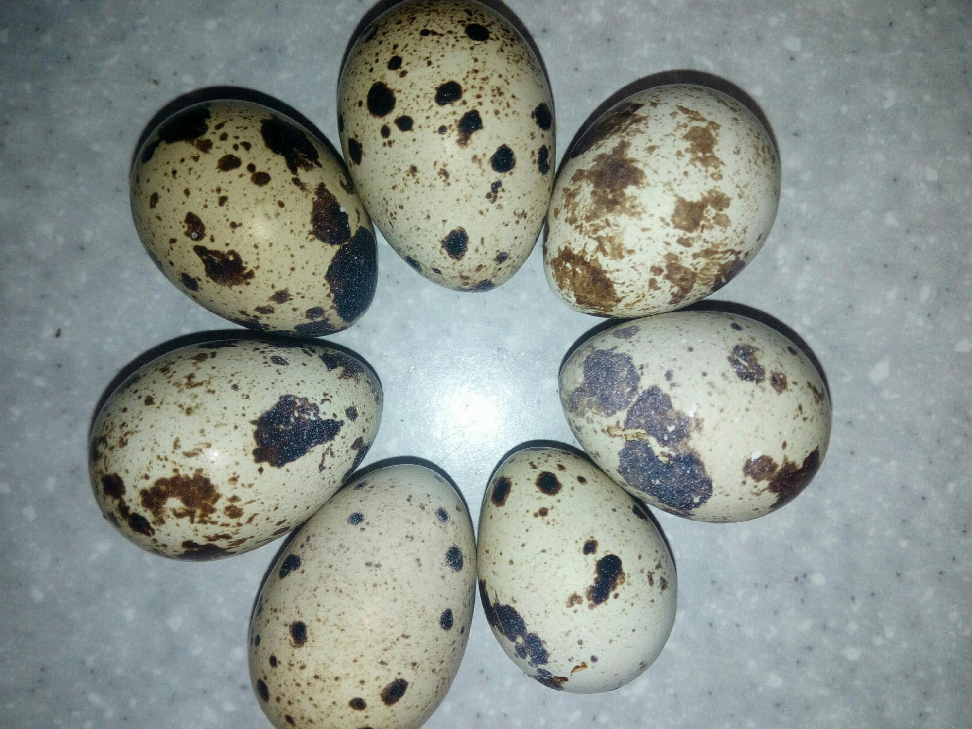 Инкубационное перепелиное яйцо - фотография № 1
