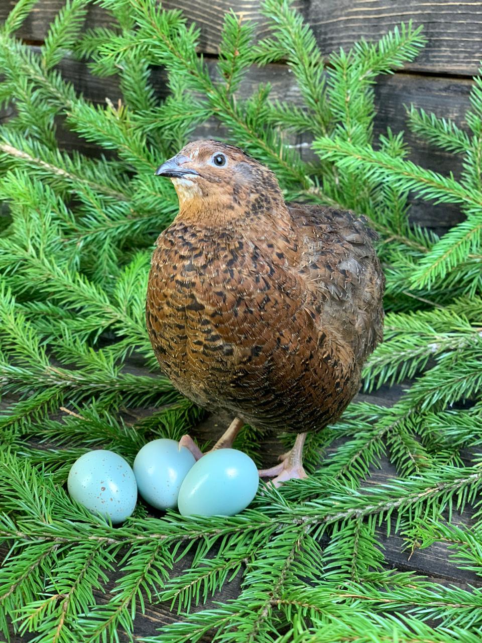 Инкубационное яйцо перепела Селадон голубое яйцо - фотография № 1