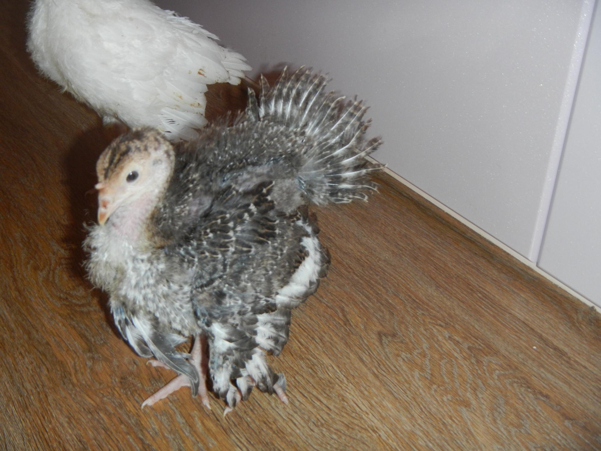 Породистая птица и инкубационное яйцо - фотография № 4