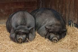 Популярные вислобрюхие вьетнамские свиньи. - фотография № 1