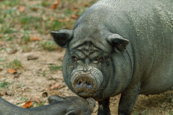 Популярные вислобрюхие вьетнамские свиньи. - фотография № 2