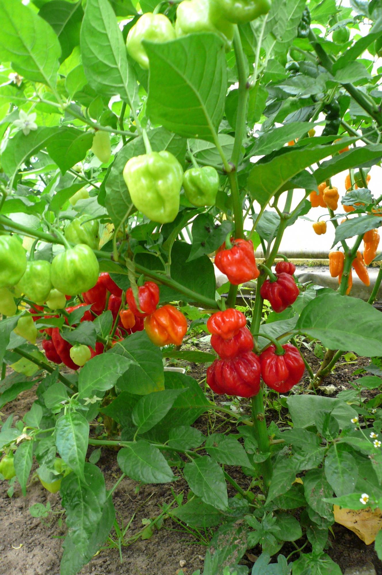 перец сладкий куст штамбовое. хабанеро f1. перец гурк. перец высота куста. перец высота куста.