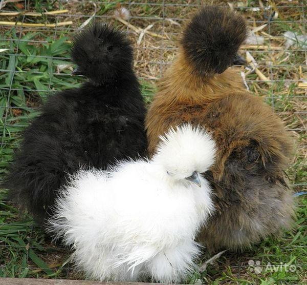 Цыплята китайской шелковой курицы - фотография № 1