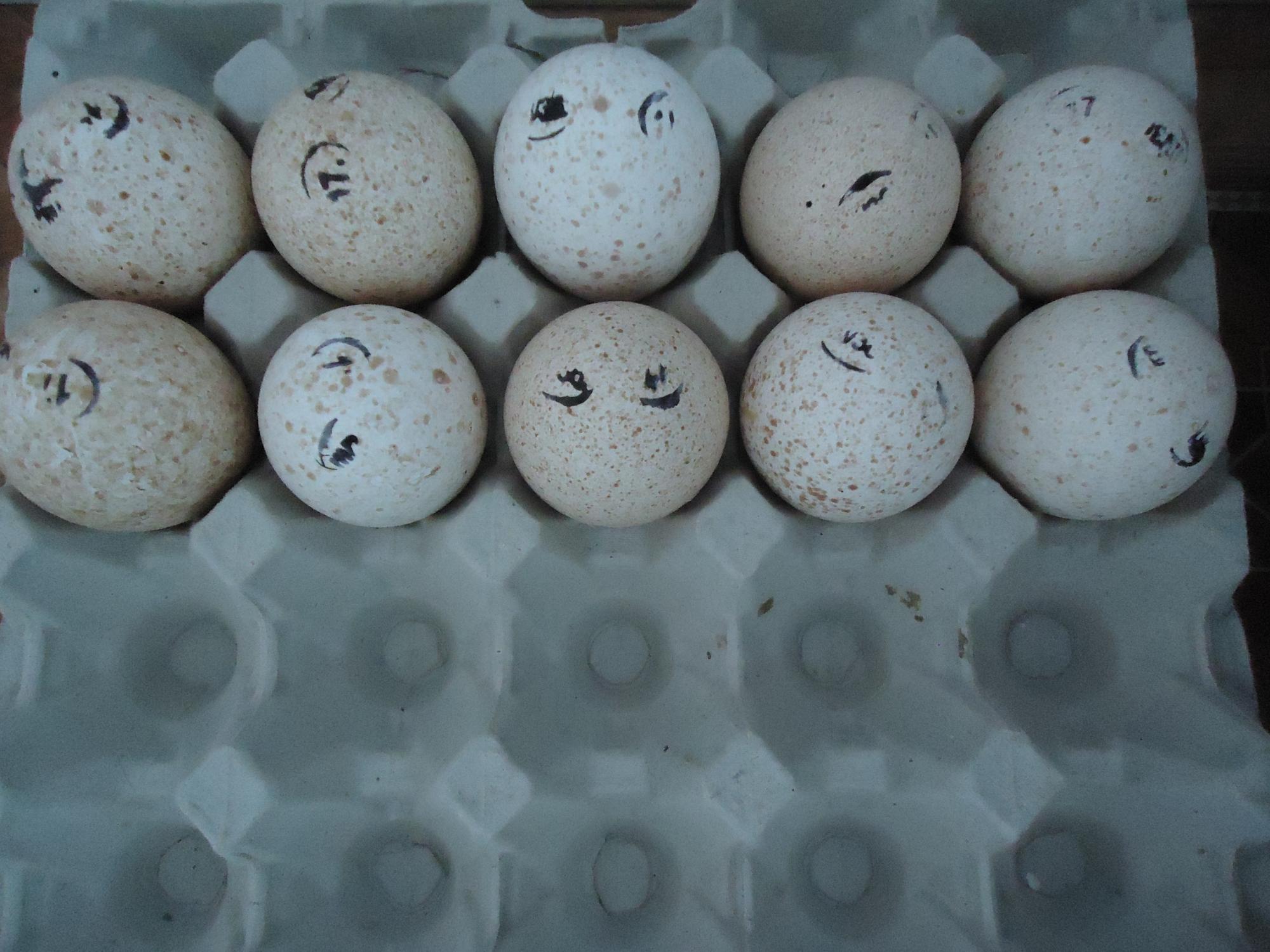Инкубационное яйцо - фотография № 5