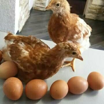 Хайсекс Браун - инкубационное яйцо, цыплята