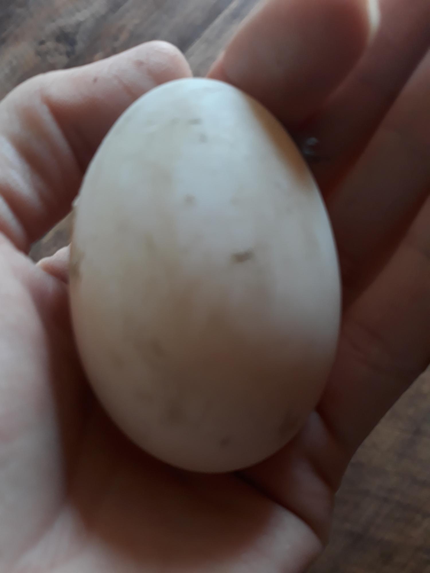 Инкубационное яйцо утки бегунка индийского - фотография № 1
