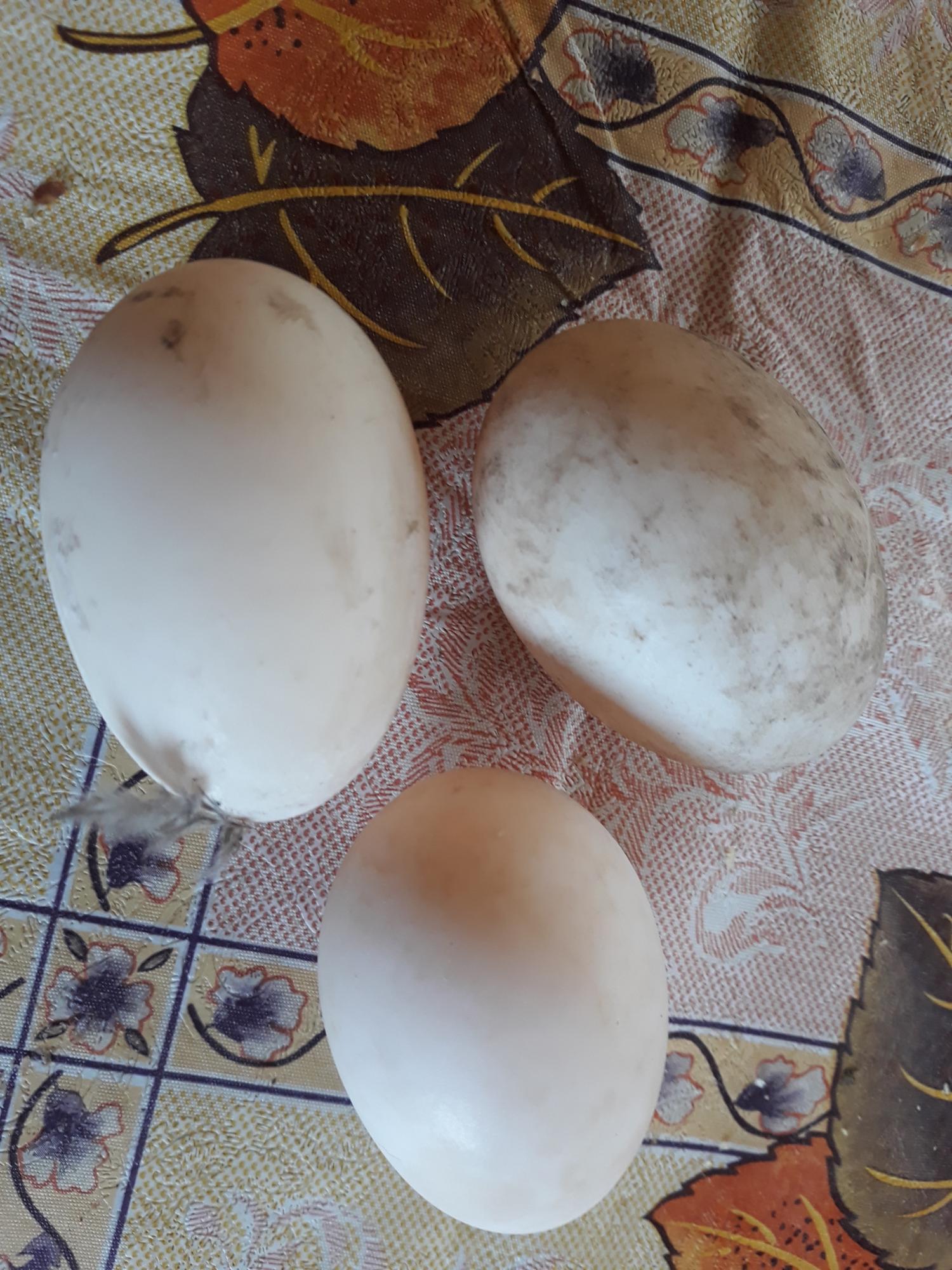Инкубационное яйцо утки бегунка индийского - фотография № 2