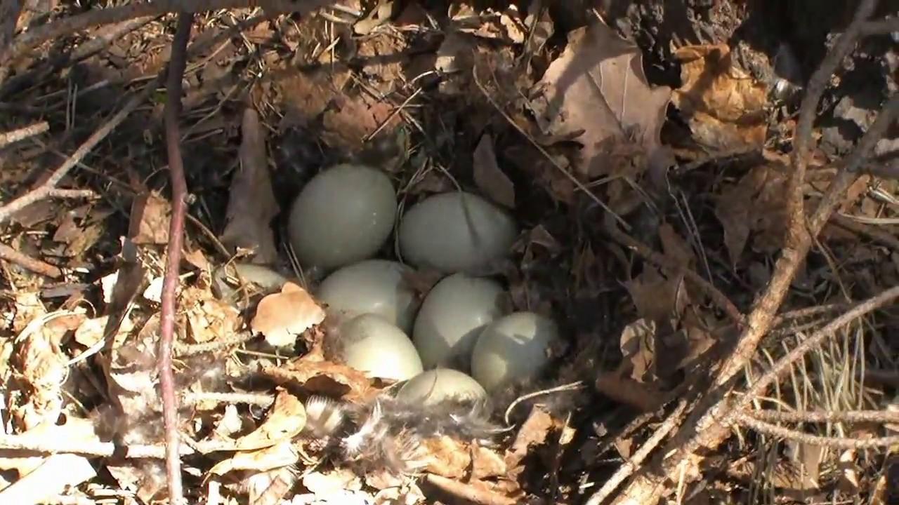 Как выглядит яйцо дикой утки фото