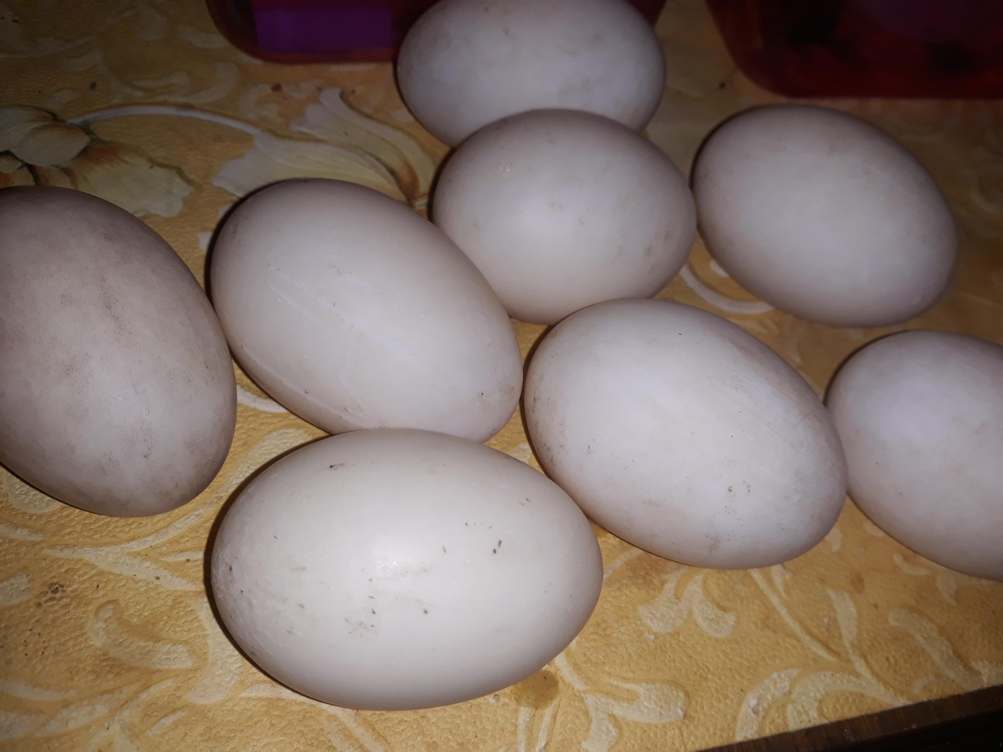 Инкубационное яйцо утки бегунка индийского - фотография № 3