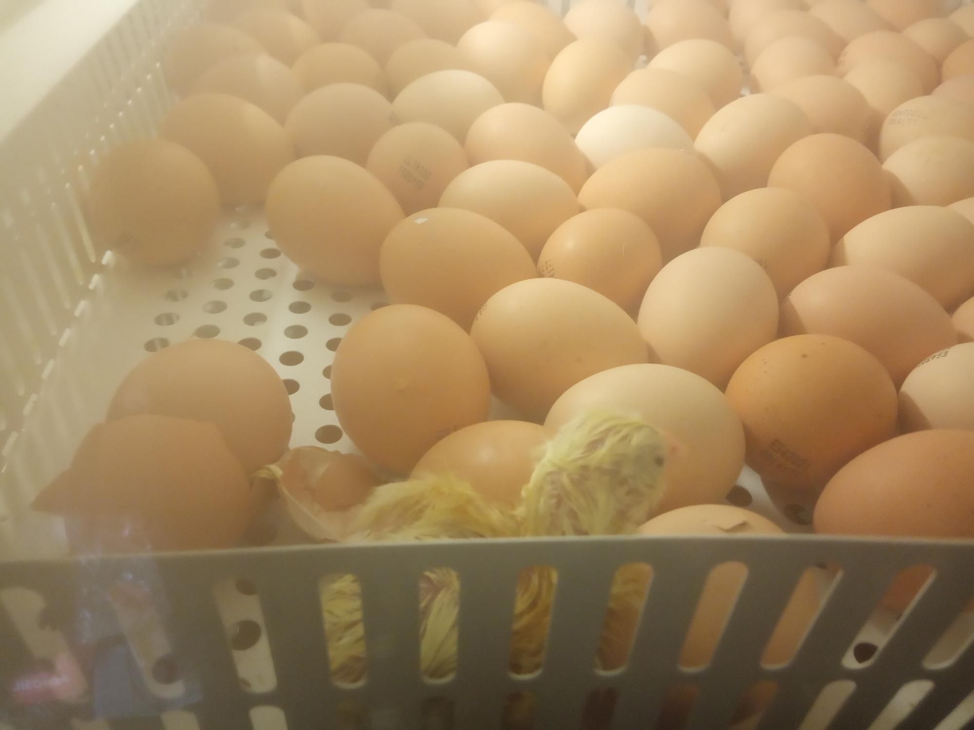 Инкубационное яйцо Кобб 500. Яйцо инкубационное Хайсекс. Цвет яйца Кобб 500. Купить инкубационное яйцо бройлеров от производителя