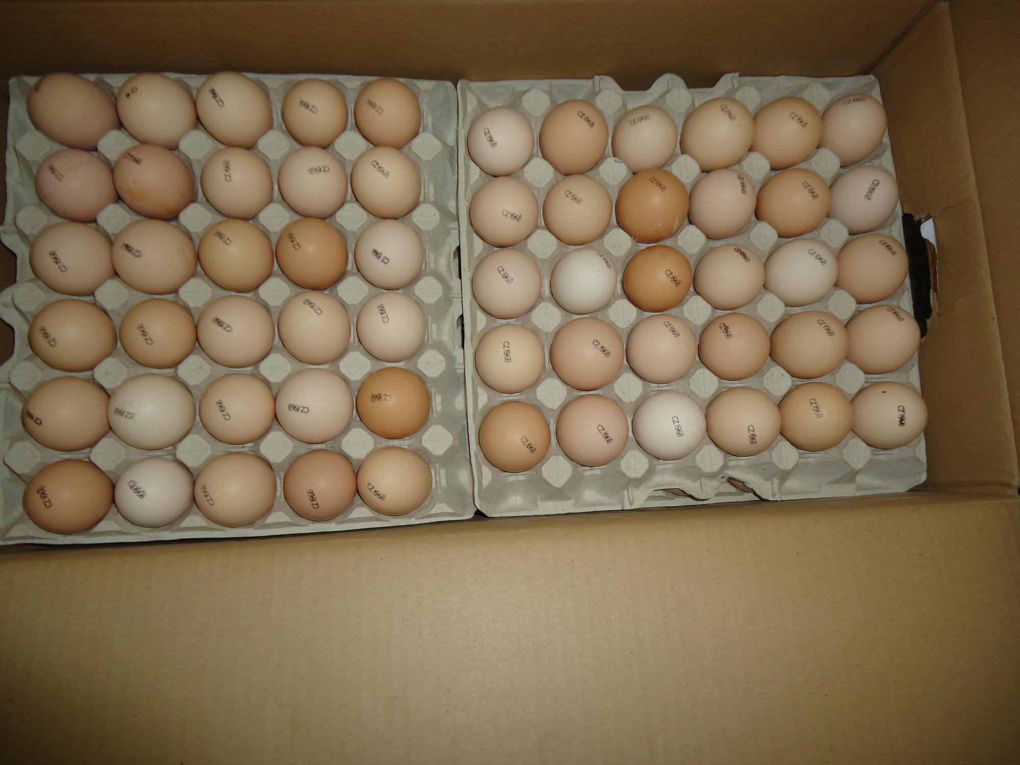 Инкубационное яйцо - фотография № 6