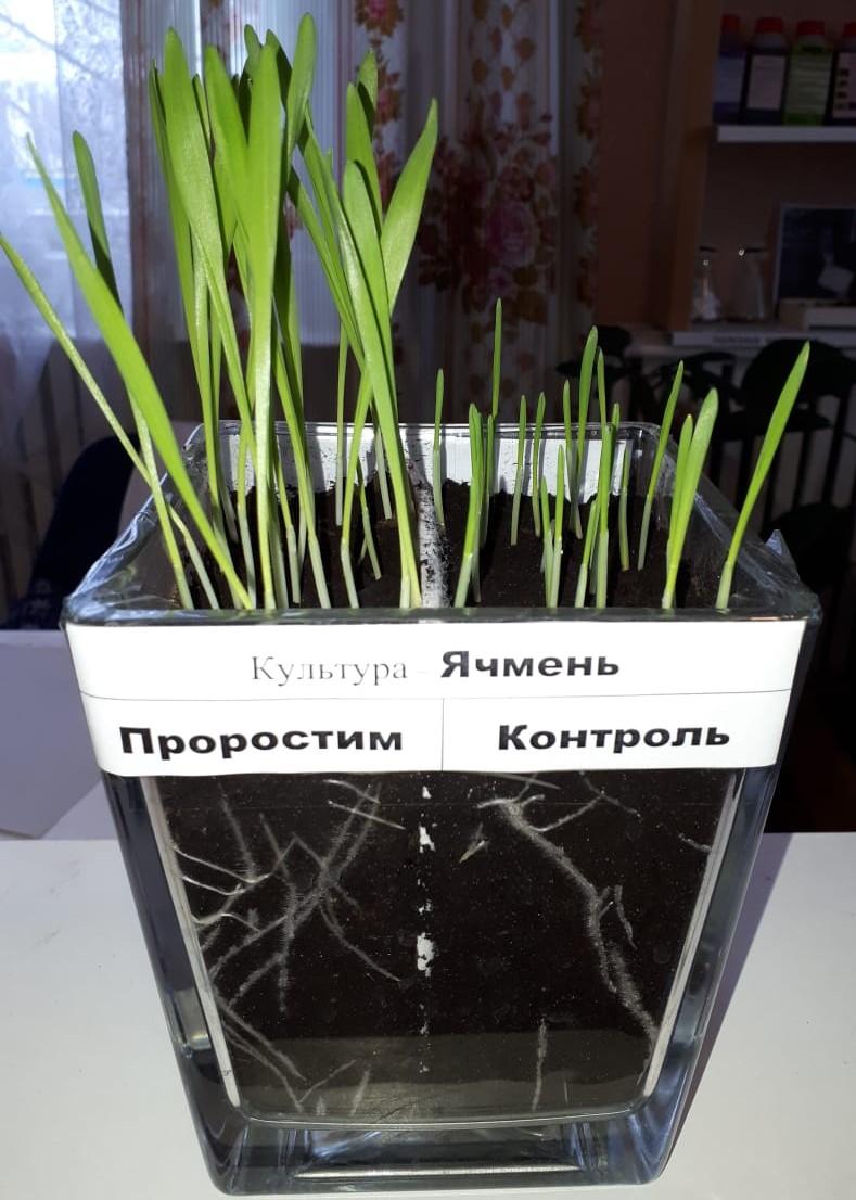 Стимулятор роста растений - органическое удобрение - фотография № 2