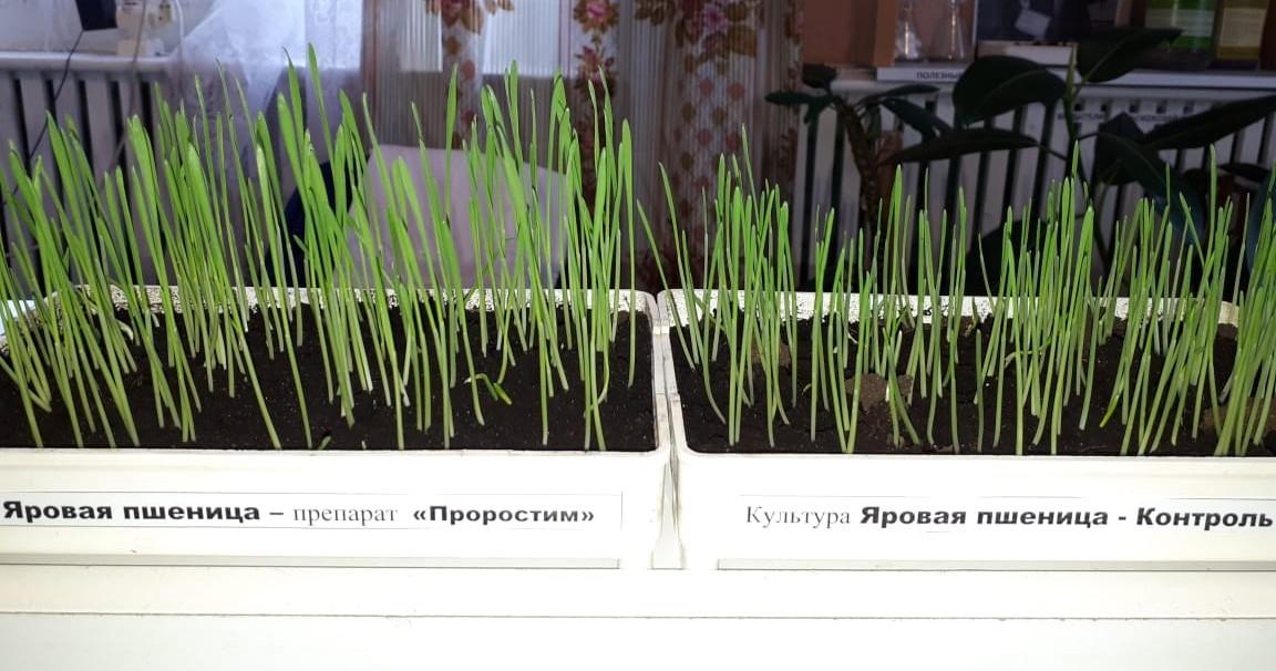Стимулятор роста растений - органическое удобрение - фотография № 3
