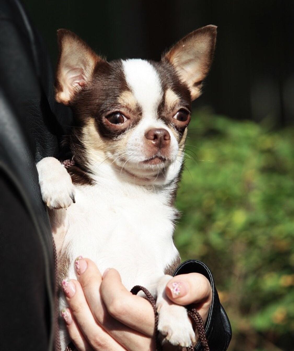 Чихуахуа шок подпалый. Гималайский окрас чихуахуа. Окрасы чихуа. Трехшерстный чихуахуа. Окрасы чихуа.