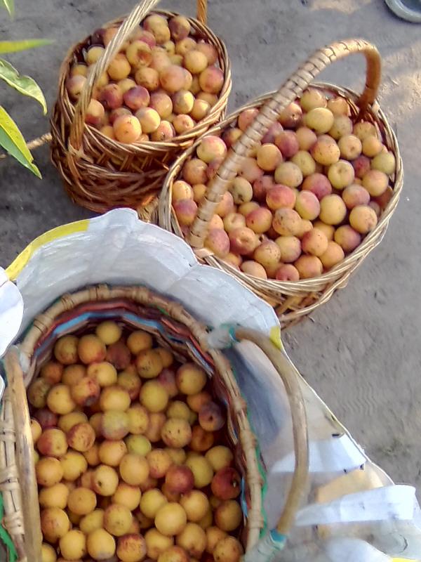 Сколько стоят абрикосы в Брянске.