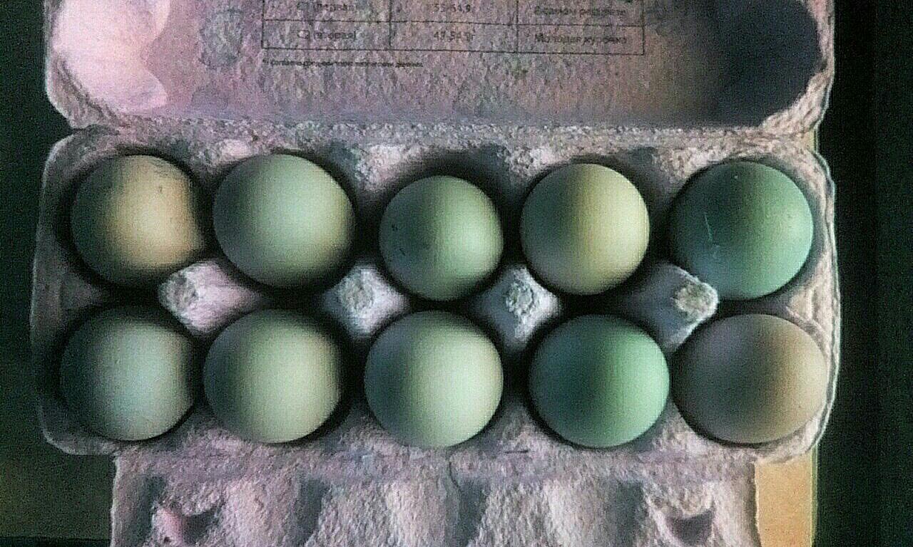 Инкубационное яйцо и цыплята кур породы Лакеданзи - фотография № 1