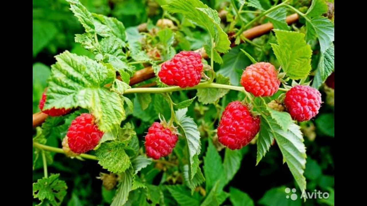 Ягода малина. Малина для презентации. Малина читать. Малина описание. Books малиновые.