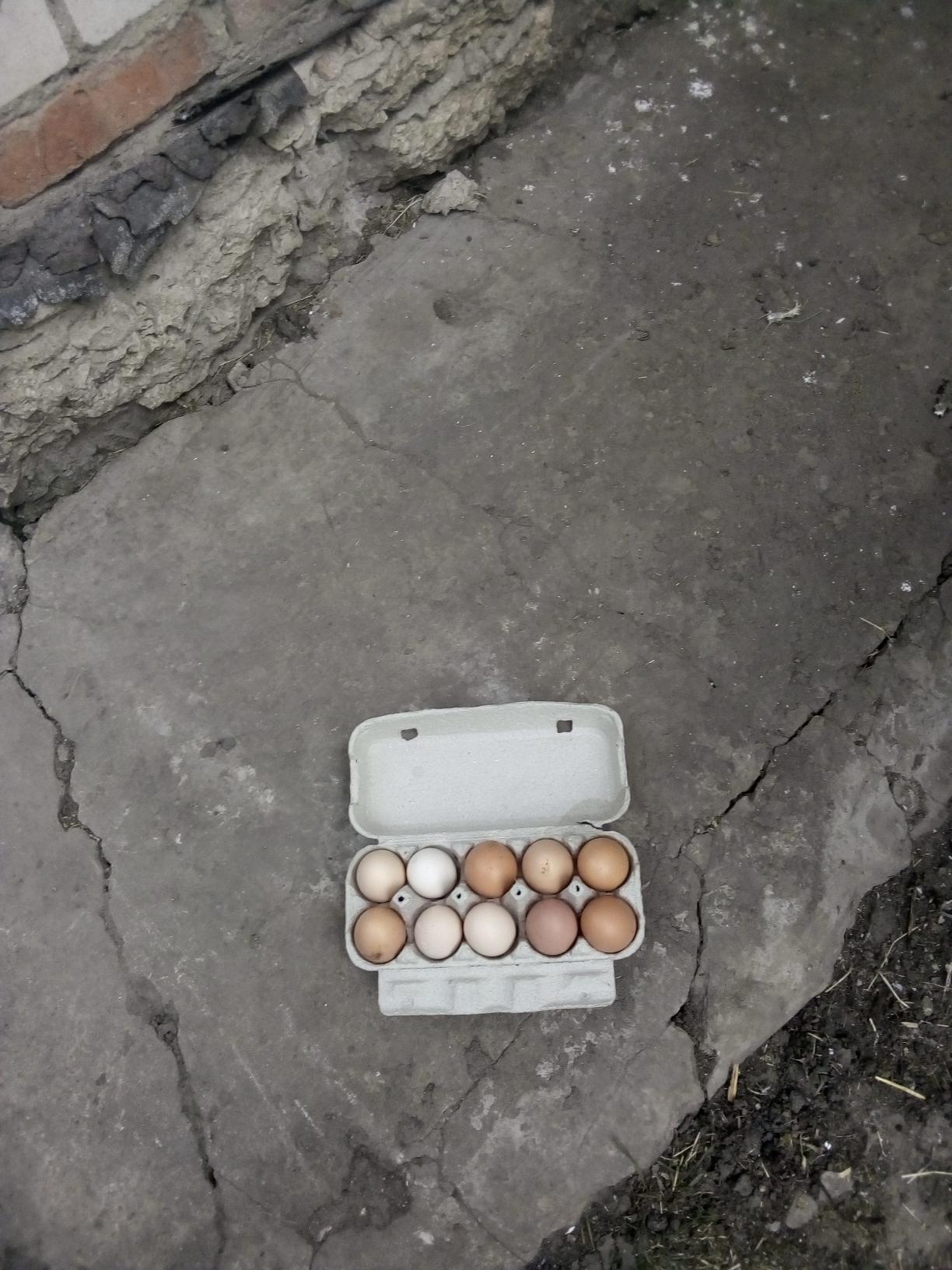 Продаются инкубационные яйца - фотография № 1